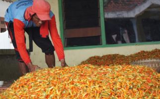 Pasokan Cukup, Harga Cabai Berangsur Normal - JPNN.com