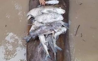 Deddy Sitorus Desak Penegak Hukum Tindak Perusahaan Pencemar Sungai Malinau - JPNN.com