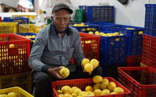 Kementan Fasilitasi Penjualan Lemon Petani ke Pasar Jabodetabek hingga Bali - JPNN.com