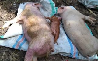122 Ribu Ternak Babi di NTT Mati, Ternyata Ini Penyebabnya - JPNN.com