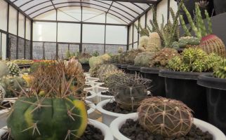 Lepas Karier di Dunia Migas demi Kaktus, Aldy Ridwan Meraup Ratusan Juta per Bulan - JPNN.com