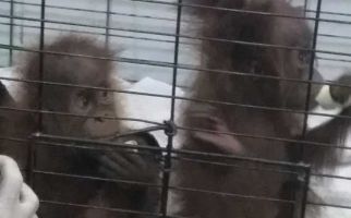 Dua Bayi Orang Utan dan Puluhan Burung Langka Gagal Diselundupkan - JPNN.com