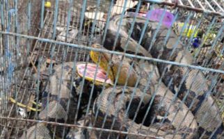 Sanca Sepanjang 3 Meter Bikin Takut Warga Cianjur - JPNN.com