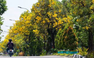 Indahnya Bunga Tabebuya di Kota Surabaya, Lihat Penampakannya - JPNN.com