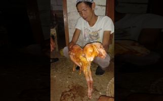 Kambing Membuat Gempar Warga Nanggung Bogor - JPNN.com