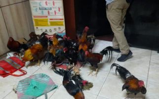 Terlibat Judi Sabung Ayam, Kapolsek Kehilangan Jabatan - JPNN.com