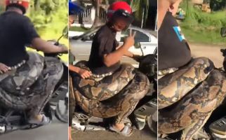 Viral, Pria Ini Mengendarai Sepeda Motor Sambil Bawa Ular Piton Besar - JPNN.com