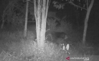 Pasutri di Solok Terluka Parah Diserang Beruang Liar di Ladang - JPNN.com