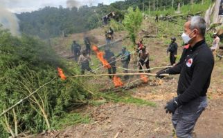 630 Ribu Batang Ganja di Lahan 7 Hektare Dimusnahkan Tim Bareskrim, Sebegini Nilainya - JPNN.com