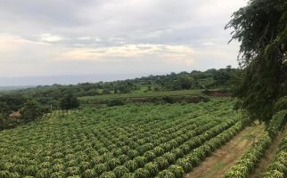 Kementan Perkenalkan Kampung Buah Naga Organik Ramah Lingkungan - JPNN.com