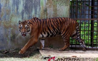 Arbain Sedang Cari Kayu di Hutan, Lalu Ada Harimau Sumatra di Dekatnya, Innalillahi - JPNN.com