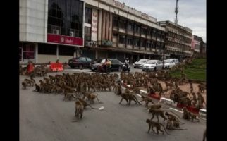 Heboh, Ratusan Monyet Tawuran di Jalan, Pengendara Hanya Bisa Melongo - JPNN.com
