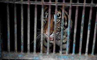 Sempat Terpapar Covid-19, 2 Harimau Sumatera Sudah Bisa Beraktivitas Lagi - JPNN.com