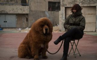 Anjing 'Dijadikan' Singa di Tiongkok - JPNN.com