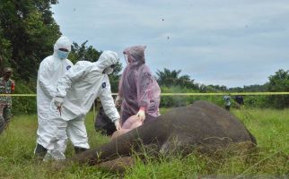 5 Pelaku Pembunuhan Gajah Diringkus, Ada yang Berperan Meracuni dan Memotong Leher  - JPNN.com