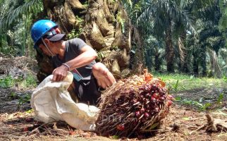 Kupas Tuntas Soal Kelapa Sawit, BPDPKS Gandeng PGRI Yogyakarta Gelar Palm Oil Edutalk - JPNN.com