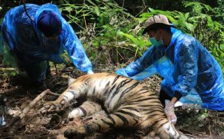 3 Harimau Mati Terjerat, Bupati Aceh Selatan Minta Aparat Mengusut Tuntas  - JPNN.com