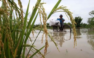 Padi Siap Panen Terendam Banjir di Grobogan, Wamentan Langsung Lakukan Hal Ini - JPNN.com