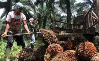 Perkebunan Sawit Tingkatkan 11 Persen Pendapatan Daerah Morowali Utara - JPNN.com
