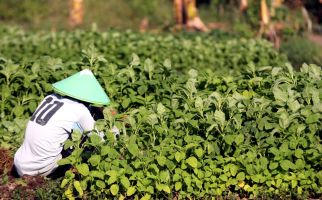 Nih, Petani dengan Penghasilan tidak Biasa, Hemm - JPNN.com