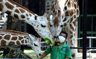 Mau Kunjungi Ragunan Zoo di Masa Pandemi? Tolong Simak Ketentuan Ini - JPNN.com