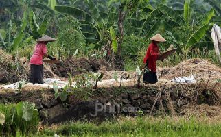 Dahsyat, Nilai Ekspor Sektor Pertanian Naik 33,04 Persen Selama Juni - JPNN.com