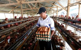 Update Harga Telur Ayam Hari Ini, Naik 14 Persen, Sekarang Sebegini - JPNN.com