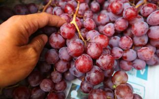 4 Manfaat Biji Anggur yang Tidak Terduga, Nomor 1 Bikin Melongo - JPNN.com
