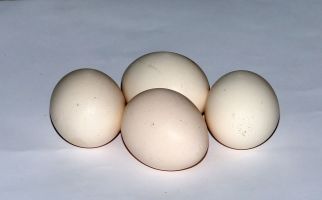 Konsumsi Telur Mentah Berdampak Buruk bagi Kesehatan, Waduh - JPNN.com