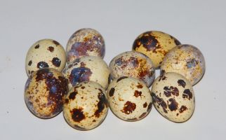 Jangan Berlebihan Mengonsumsi Telur Puyuh, Ini 4 Bahayanya untuk Kesehatan - JPNN.com