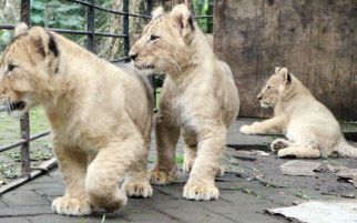 3 Bayi Singa nan Lucu Milik Taman Safari II Prigen - JPNN.com