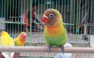 Hasil Penelitian Ungkap Manfaat Menonton Burung, Wouw! - JPNN.com