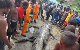 Geger Potongan Tubuh Warga Ayuka di Dalam Perut Buaya Raksasa - JPNN.com