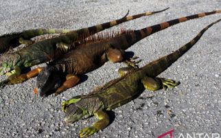 Cuaca Tak Wajar, Florida Berpotensi Dilanda Hujan Iguana - JPNN.com