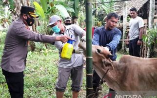 1.024 Ternak di Aceh Barat Terjangkit PMK, 2 di Antaranya Mati - JPNN.com