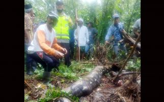 Zahra Tewas Ditelan Ular Piton, Mengerikan, Lihat - JPNN.com