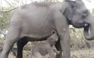Seekor Anak Gajah Sumatra Lahir dalam Kondisi Sehat di Taman Nasional Way Kambas - JPNN.com