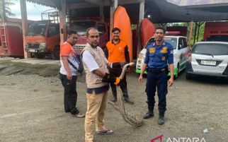 BPDB Tangkap Ular Piton yang Masuk Rumah Pejabat Aceh Barat - JPNN.com