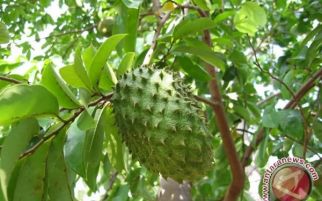 5 Jenis Tanaman Obat untuk Kista Ovarium yang Perlu Anda Ketahui - JPNN.com