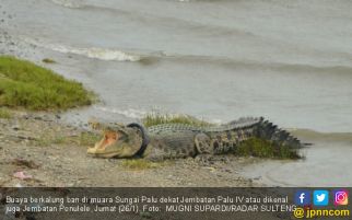 Buaya Berkalung Ban Ogah Masuk Perangkap, Ternyata Karena... - JPNN.com