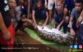 Ular Piton Raksasa Menelan Sang Nenek - JPNN.com