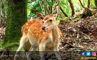 KLHK Selidiki Unggahan Foto Kijang Mati di Media Sosial - JPNN.com