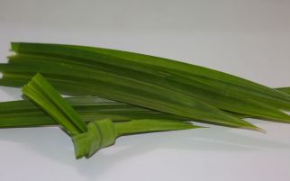4 Manfaat Daun Pandan, Bikin Diabetes Ogah Menyerang - JPNN.com