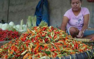 Harga Anjlok, Petani Cabai Lesu - JPNN.com