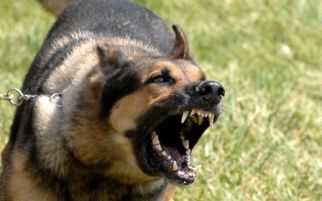 437 Warga Digigit Anjing, Dua Meninggal - JPNN.com