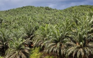 Bos Perkebunan Kepala Sawit Raih Penghargaan Luar Negeri - JPNN.com