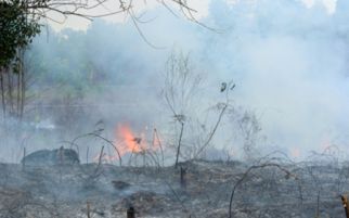 Harap Tenang, Kebakaran Hutan Diprediksi Menurun - JPNN.com