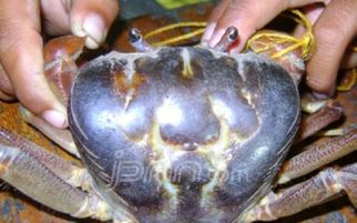 Heboh, Ada Kepiting Bertuliskan Allah - JPNN.com