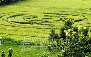 Crop Circle, Kerugian Panen Akan Diganti - JPNN.com