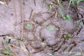 Peliharaan Warga Ditemukan Mati Mengenaskan, Diduga Ulah Harimau - JPNN.com Sumbar